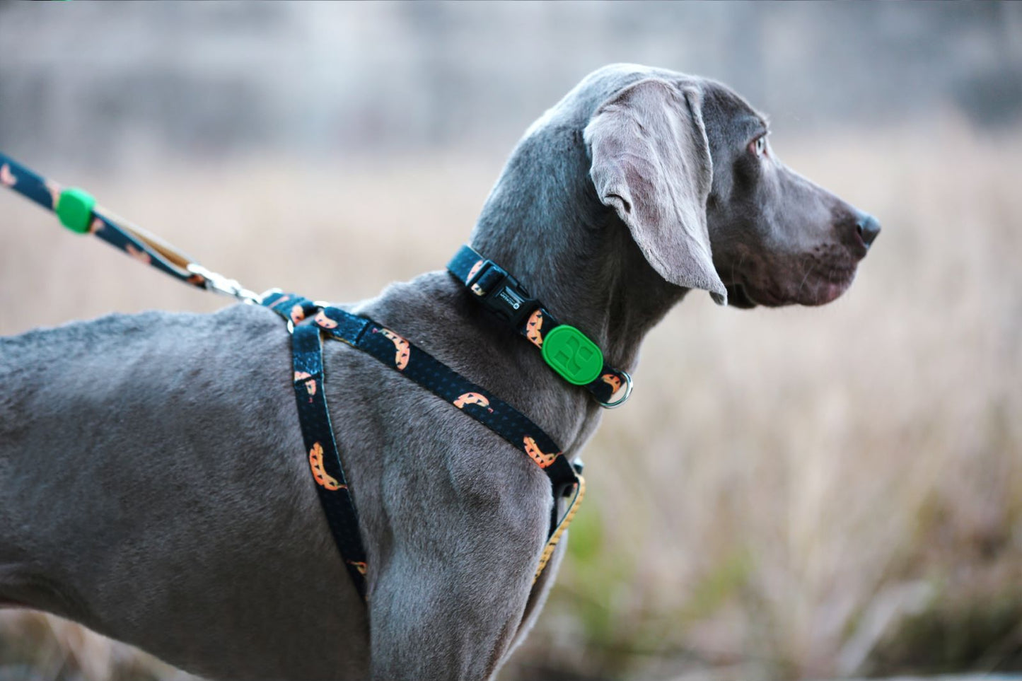 HiDREAM Y-Shape Dog Harness