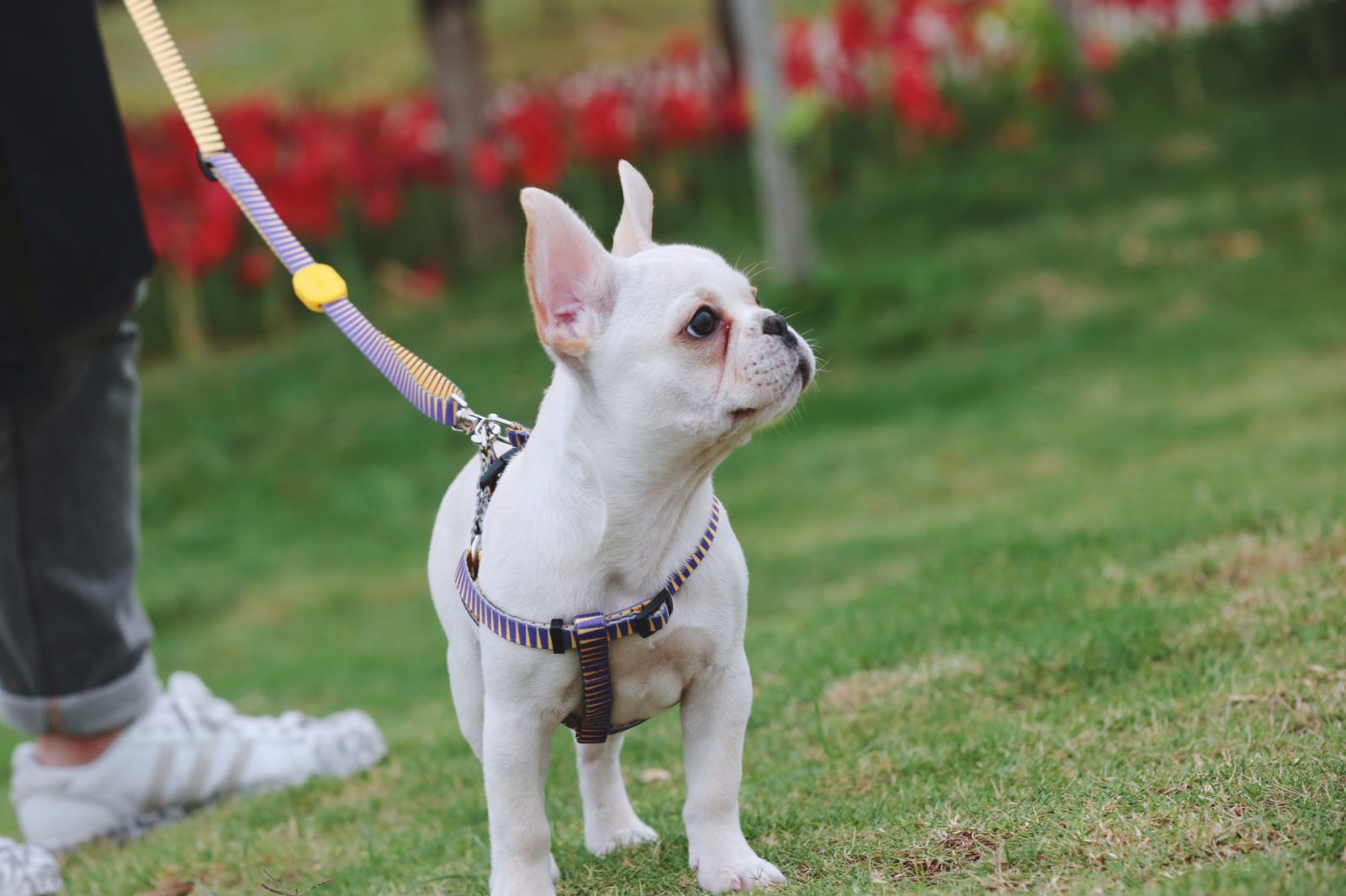 Dog Harness